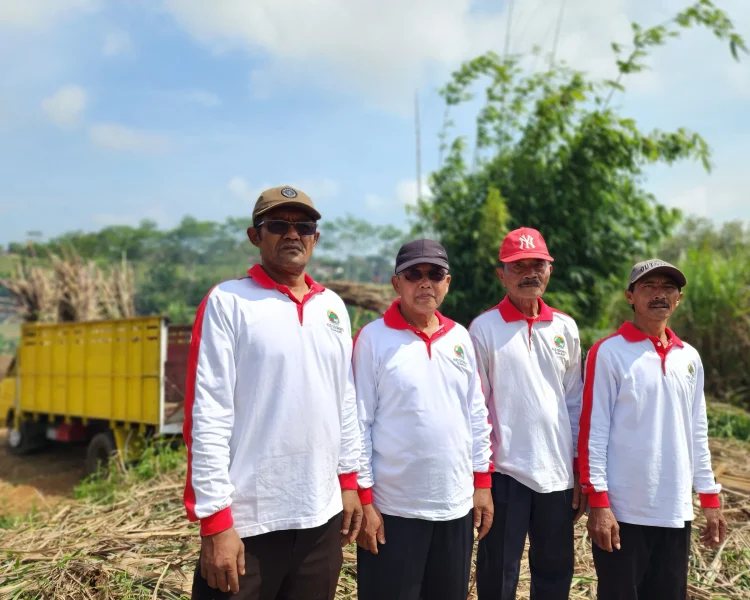 Panen Tebu 2